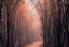 日本队和韩国队，谁在足球领域的实力更胜一筹？